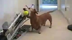 Такса-друг человека-2)))