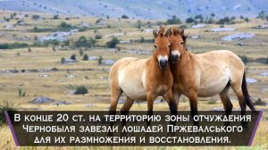 10 фактов о лошадях и интересные особенности непарнокопытных животных