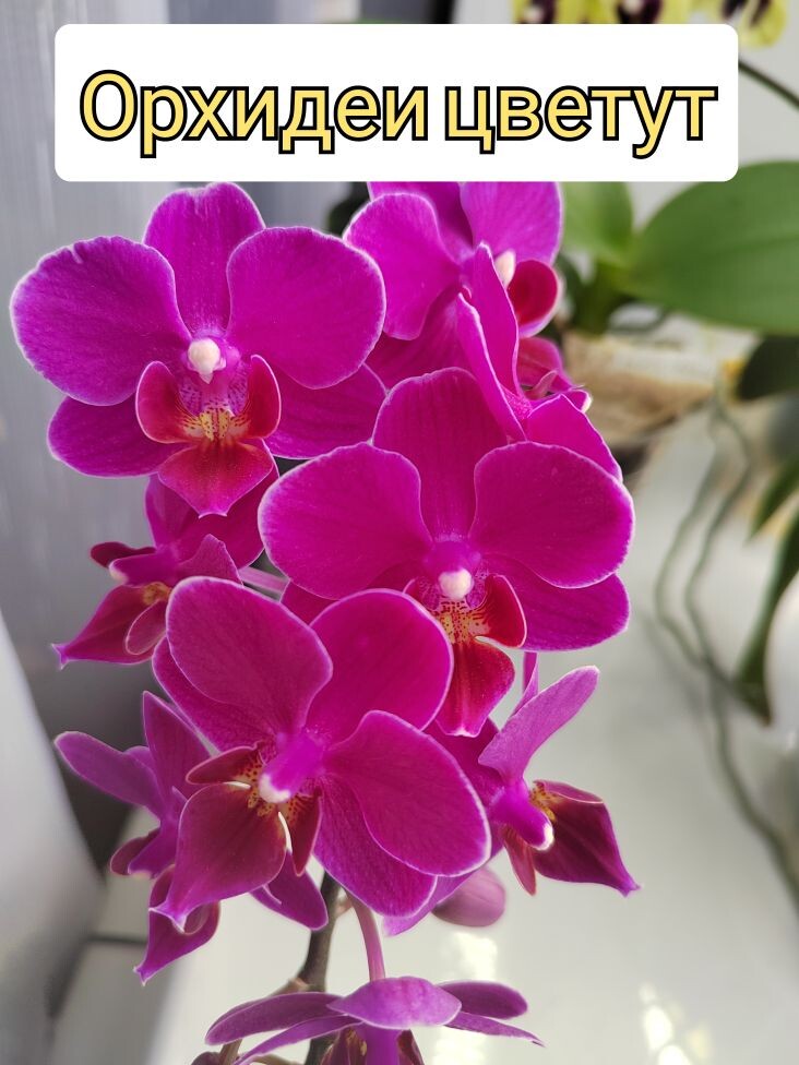 Орхидеи колосятся. Обзор цветущих орхидей.