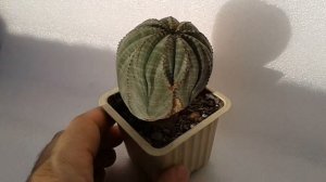 Euphorbia obesa - суккулент