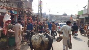 Fresh beef market in shahdara lahore | fresh meat market