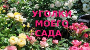 Розы Уголки моего сада  #2