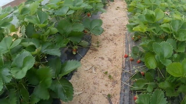 сорт клубники прими. смотреть онлайн