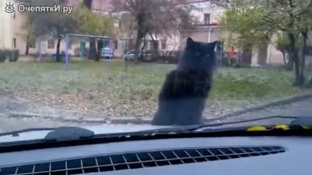 Наглый кот и тёплый капот