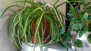 ВСЕ МОИ КОМНАТНЫЕ РАСТЕНИЯ!