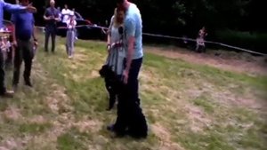 Выставка охотничьих собак 10 06 2023 г  в Георгиевском районе Ставропольского края  Часть 2