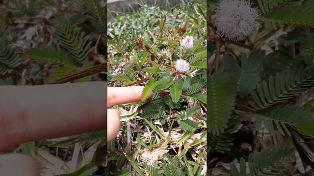 Mimosa Pudica