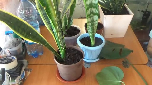 Пересадка домашних цветов смотреть онлайн