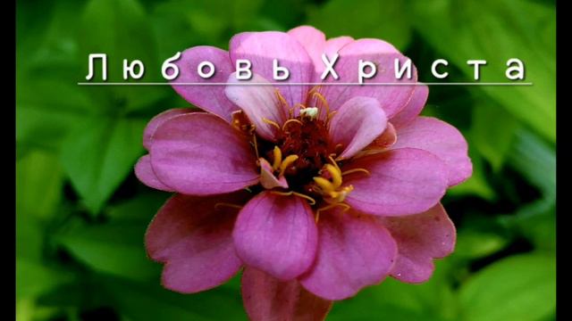 Любовь Христа. Христианская песня. гр. Зов Любви