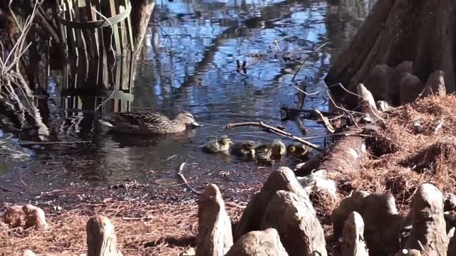 The Happy Fits - The Garden (Instrumental Cover) смотреть онлайн