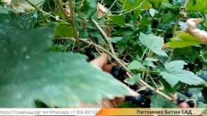 Няня чёрная смородина