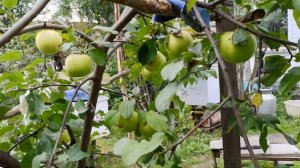 Яблони Лойко, Чудная и полукультурки
