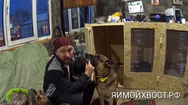 Как давать собаке таблетки. смотреть онлайн