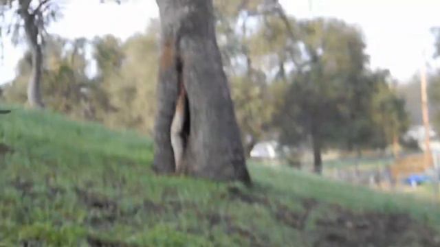 ~*~FOR SALE~*~ Sir Zavain 'Royal Spirit' spotted fell/gypsy colt смотреть онлайн