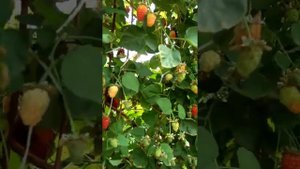 Малино- ежевика Букингем Тайберри