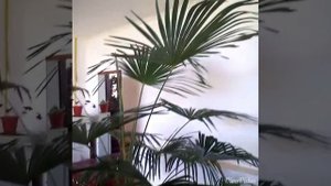 Как вырастить ливистону