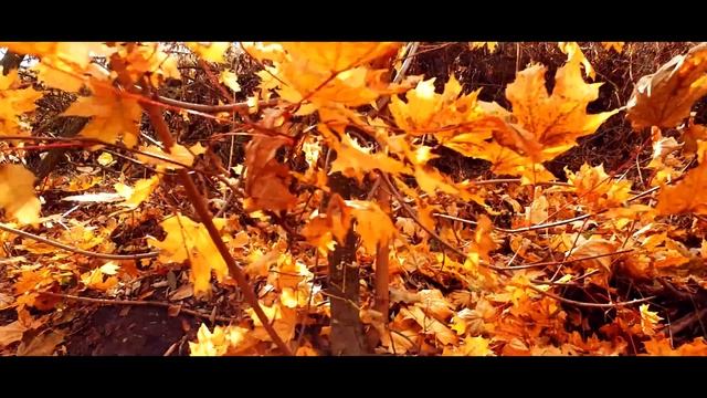 Live for the moment (Живи моментом).Река Битюг. Погружение в осень. смотреть онлайн