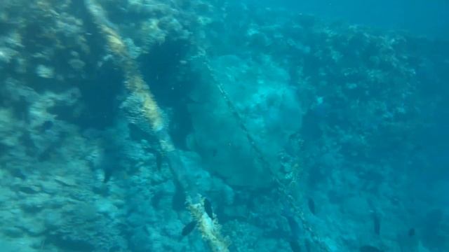 риф возле домина корал бей (domina coral bay).mp4 смотреть онлайн