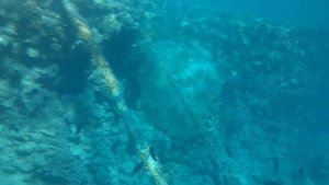 риф возле домина корал бей (domina coral bay).mp4