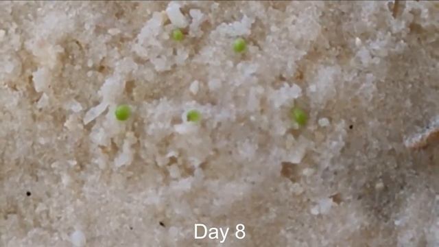 Growing Conophytum Calculus from Seeds - Update! смотреть онлайн