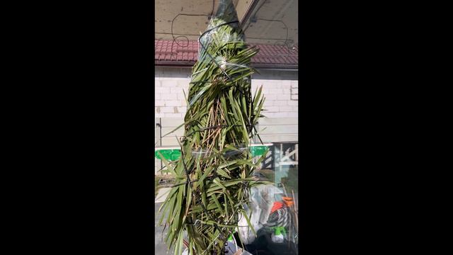 Юбея чилийская, Цикас, Хамеропс - Теплый Февраль в Краснодаре #palm #tropical