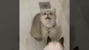 Британский кот не хочет мыться