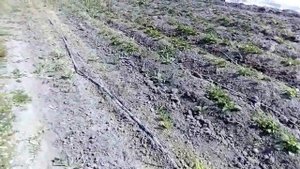 По два в одну лунку: почему огурцы лучше всего сажать именно так?