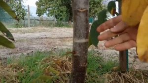 ОБЗОР СОРТОВ ГРЕЦКОГО ОРЕХА