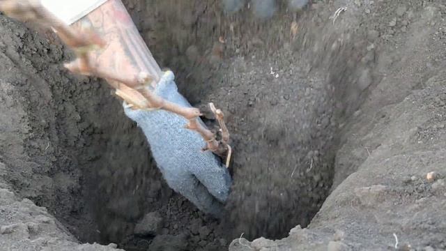 Посадка Винограда смотреть онлайн