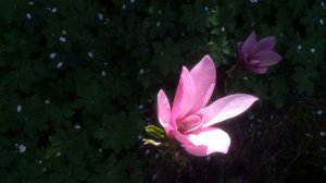 Magnolia 'Galaxy' Une beauté fleurie