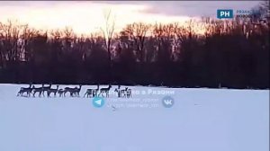 В Рязанской области косулю вышли к людям