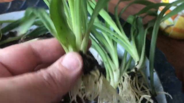 Два способа укоренения Хлорофитума. Какой способ нравится больше?