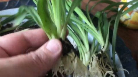 Два способа укоренения Хлорофитума. Какой способ нравится больше?