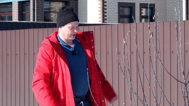 кривая алыча и мельба из семечки   формирую молодые саженцы
