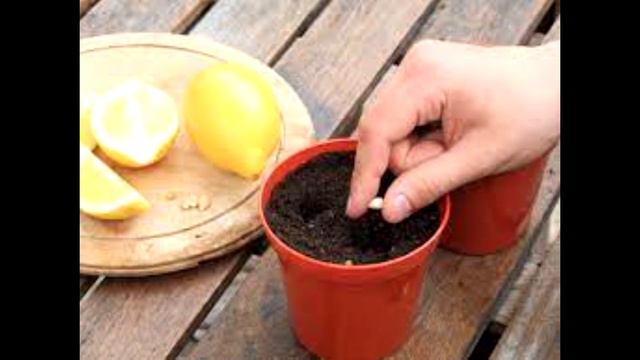Как вырастить лимон из косточки в домашних условиях