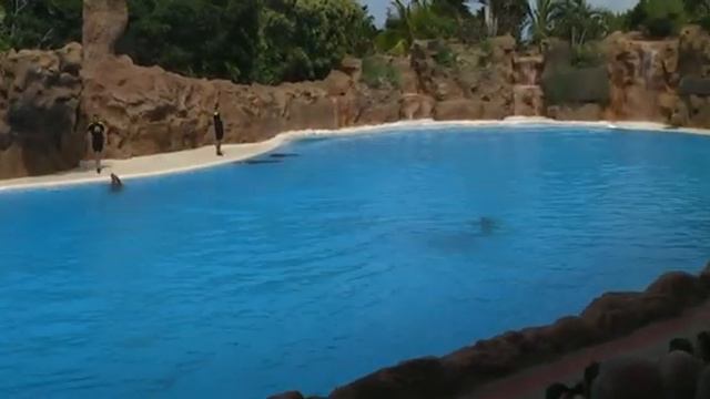 Шоу дельфинов в Лоро парке смотреть онлайн