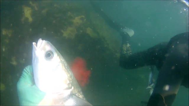 Подводная охота на Чёрном море в Крыму смотреть онлайн