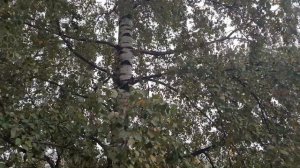 Всеобщая  тревога  в Санкт-Петербурге. Сирена.