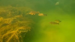 О чём молчат рыбы.39 О жизни сазана.