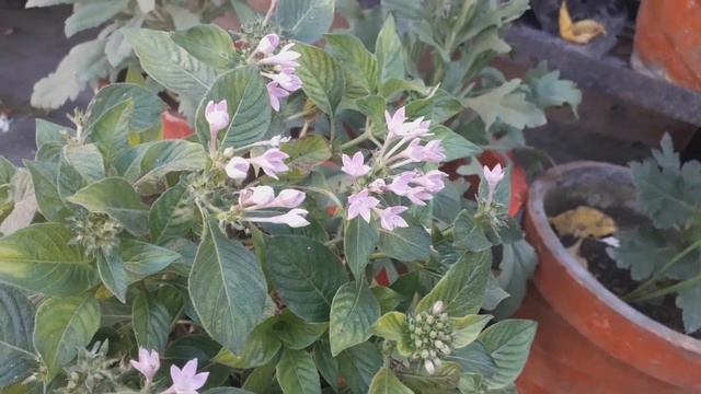 HOW TO CARE PENTAS PLANT AND PROPAGATION.. смотреть онлайн