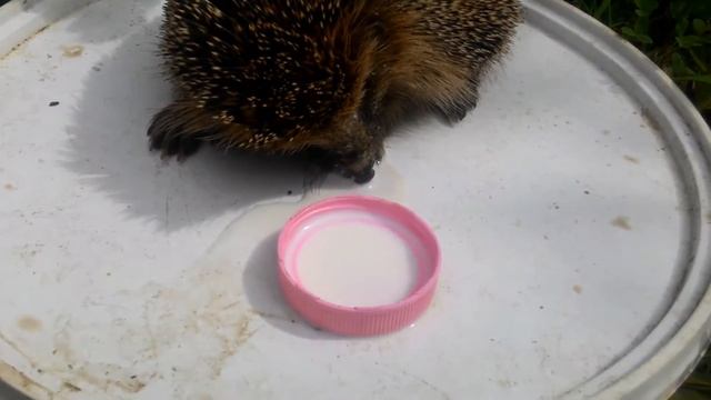 Нашли в контейнере ежика смотреть онлайн