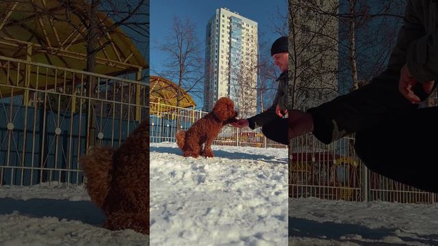 Прогулка с Джесси, зима, белый снег, выполнение команд. Забавный пес, умное создание. Милая собака. смотреть онлайн