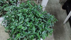 Где и как сохраняю маточные растения зимой. Зимовка петунии пеларгонии бегонии в прохладных условия