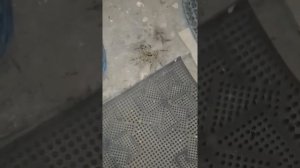 Чем питается тарантул?