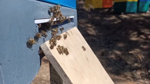 ПРАВИЛЬНОЕ РАСШИРЕНИЕ ПЧЕЛИНЫХ ГНЁЗД ЗА ВЕСЬ СЕЗОН С ВЕСНЫ ДО ГЛАВНОГО МЕДОСБОРА