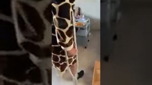 Перелом бедра. Как я хожу на костылях.