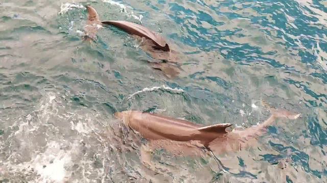 Когда работал в черном море 🌊  🐬