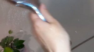 Купание ФИКУСОВ_ГОРЯЧИЙ ДУШ