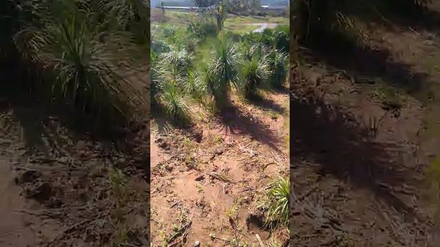 Nolina смотреть онлайн