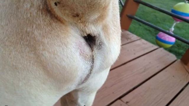 Параанальные железы у собак: воспаление и чистка смотреть онлайн